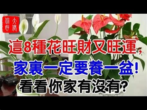 紅掌風水|【紅掌花風水】紅掌花風水：擺放禁忌、最佳位置，讓你招財又旺。